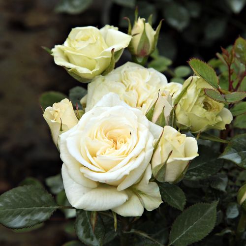 Gärtnerei - Rosa Moonlight Lady™ - weiß - zwergrosen - diskret duftend - Barry & Dawn Eagle - Als Randdekoration geeignet, üppige, gruppenweise angelegte Blüten.